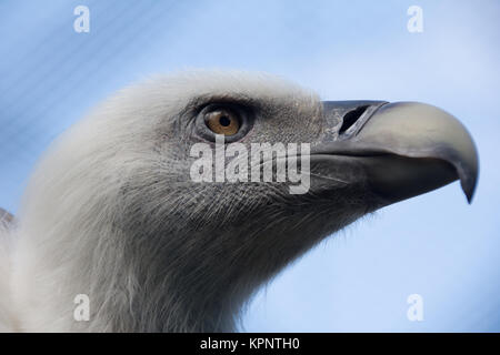 Colpo di Testa del giovane Grifone, Gyps fulvus Foto Stock