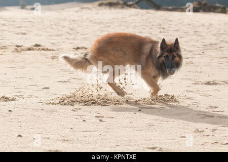 Pastore belga cane, con sfera in sabbia Foto Stock