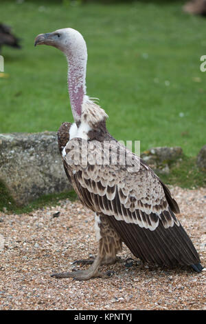 Griffon volture Foto Stock