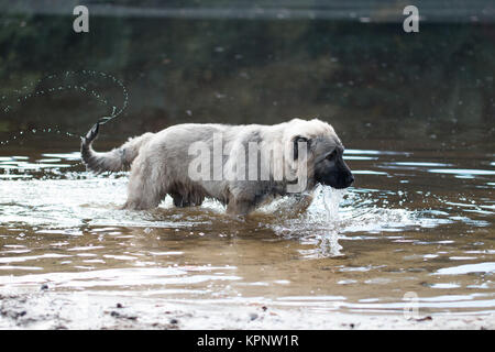 Giovani turche sheepdog giocando in acqua Foto Stock