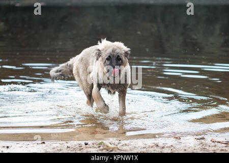 Giovani turche sheepdog giocando in acqua Foto Stock