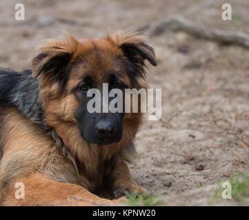 Headshot pastore tedesco cane Foto Stock
