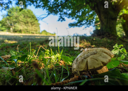 Un cep nell'erba al limitare del bosco e prato Foto Stock