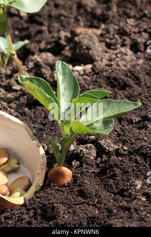 Dicke Bohnen pflanzen Foto Stock