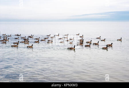 Stormo di oche del Canada nuoto sul lago. Foto Stock