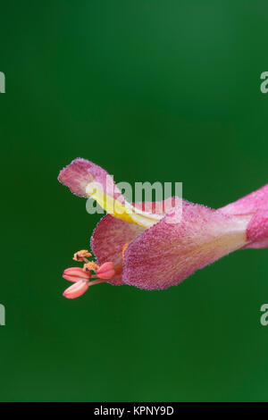 Red Buckeye (Aesculus pavia) Agenzie di macro di una fine fioritura fiore tubolare. Congaree scogliere di preservare il patrimonio, Carolina del Sud, la molla. Foto Stock