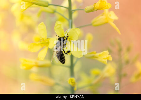 Ape operaia sul fiore giallo Foto Stock