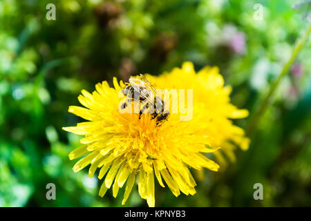 Ape operaia sul fiore giallo Foto Stock