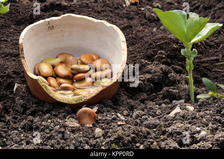 Dicke Bohnen pflanzen Foto Stock