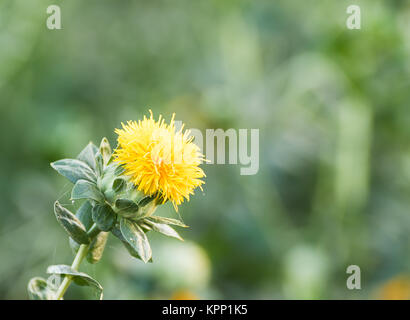 Close up di cartamo Foto Stock