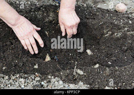 Coltivatore di piante di patata seme nel solco Foto Stock