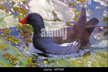 Primo piano di un laghetto rotaia Gallinula cloropus Foto Stock