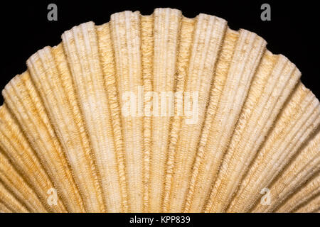 Molluschi shell isolata su sfondo nero Foto Stock