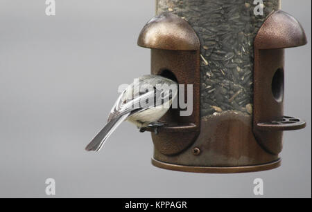 Luisa tenendo il seme da outdoor Bird Feeder Foto Stock