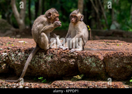 Due giovani e di piccole dimensioni, bambino affamato scimmie macaco. Uno mangia e sgranocchiando una frutta rossa mentre seduto su una parete, in Cambogia, Sud Est asiatico Foto Stock