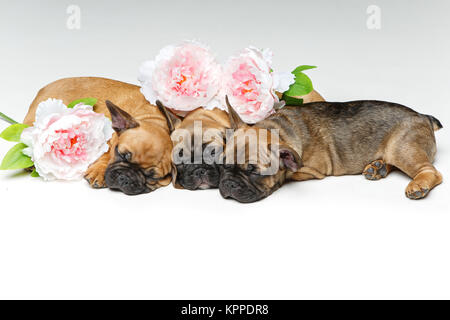 Tre belle bulldog francese cuccioli Foto Stock