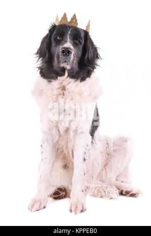 Landseer cane christmas santa cucciolo bianco xmas Foto Stock