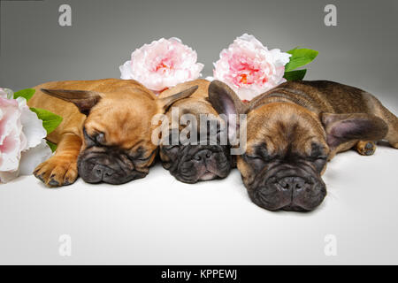 Tre belle bulldog francese cuccioli Foto Stock