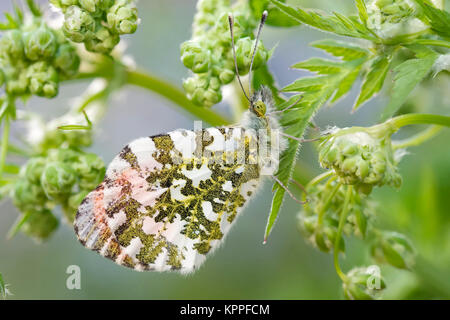 Maschio-arancione farfalla di punta in appoggio sulla mucca fiori di prezzemolo Foto Stock