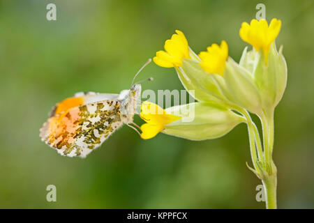 Maschio-arancione farfalla punta appoggiata su Cowslip fiori Foto Stock