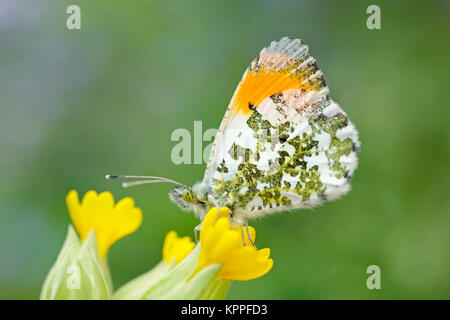 Maschio-arancione farfalla punta appoggiata su Cowslip fiori Foto Stock