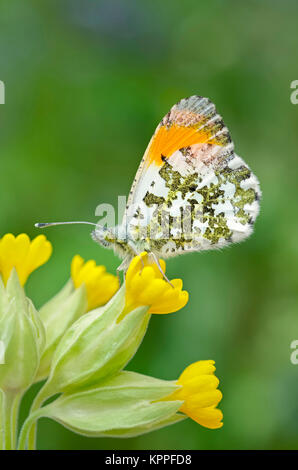 Maschio-arancione farfalla punta appoggiata su Cowslip fiori Foto Stock