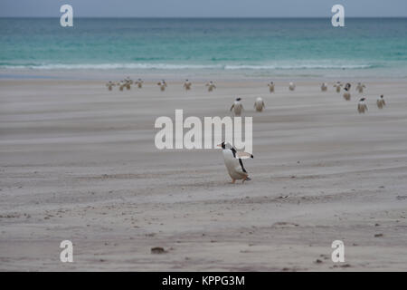 I pinguini di Gentoo (Pygoscelis papua) venuta a terra attraverso un ventoso spiaggia sabbiosa a collo su Saunders Island nelle isole Falkland. Foto Stock