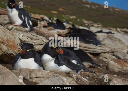 Coppia di pinguini saltaroccia (Eudyptes chrysocome) sulle scogliere al di sopra del collo sul Saunders Island nelle isole Falkland Foto Stock