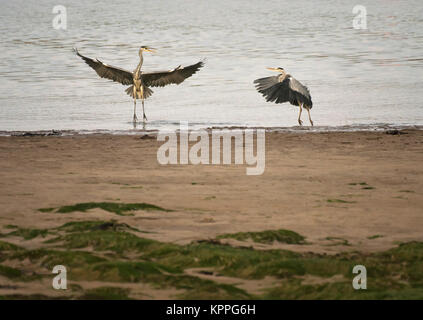 Due aironi cenerini, Ardea cinerea, litigando sui diritti di pesca, Wyre estuary, Lancashire, Inghilterra, Regno Unito Foto Stock