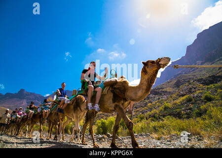 FATAGA,GRAN CANARIA, Spagna - 17 maggio. 2016: i turisti di marcia sui cammelli essendo guidato da persone locali attraverso il famoso Fataga canyon su Gran Canaria, Spai Foto Stock