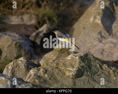 Grigio, wagtail Motacilla cinerea / Motacilla melanope, maschio rovistando sulle rocce sul bordo della baia di Morecambe, Lancashire, Regno Unito Foto Stock