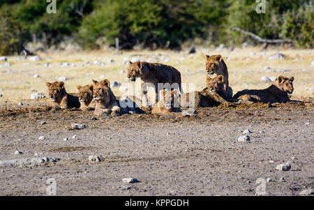 Lion cubs in un asilo nido Foto Stock