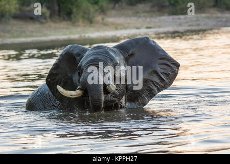 Elefante africano godendo la balneazione nel fiume Chobe in stretta prossimità Foto Stock