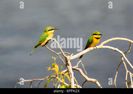 Due piccoli i gruccioni appollaiato su un ramo Foto Stock