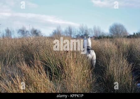 Siberian Husky grigio argento cane a wildeness Foto Stock