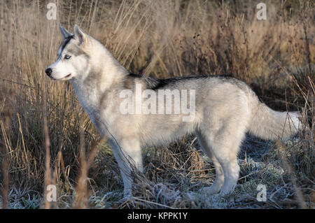 Siberian Husky grigio argento cane a wildeness Foto Stock