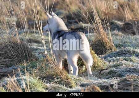 Siberian Husky grigio argento cane a wildeness Foto Stock