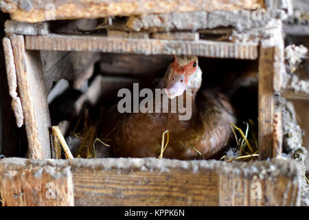 Muschiato duck sul nido. Riproduzione di muschio anatre. Foto Stock