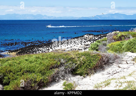 Vista sul mare e vicino a Spiaggia Boulders, Sud Africa Foto Stock