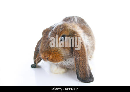 Coniglio agouti. Baby bunny lop sul bianco isolato di sfondo per studio. Lop eared marrone colorata agoutu coniglio. Foto di Pet. Foto Stock