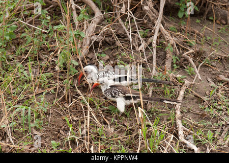 Coppia di Rosso tanzaniano fatturati hornbills (Tockus ruahae) alla ricerca di cibo in Tarangire Foto Stock