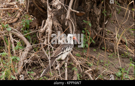 Rosso tanzaniano fatturati hornbills (Tockus ruahae) alla ricerca di cibo in Tarangire Foto Stock