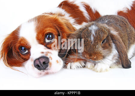 Amici animali. Veri amici pet. Cane coniglio bunny lop animali insieme sul bianco isolato di sfondo per studio. Animali domestici amore ogni altro. Foto Stock