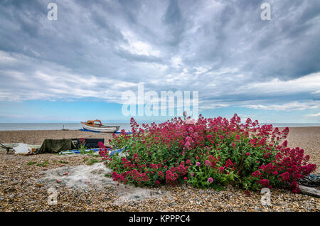 Centranthus Ruber / Rosso / Valeriana sperone valeriano / fox / spazzola del Diavolo / barba di Giove / barba kiss-me-quick, sulla spiaggia di ciottoli, Aldeburgh beach Foto Stock