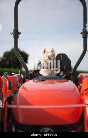 West Highland terrier seduta sul sedile di un trattore rosso Foto Stock