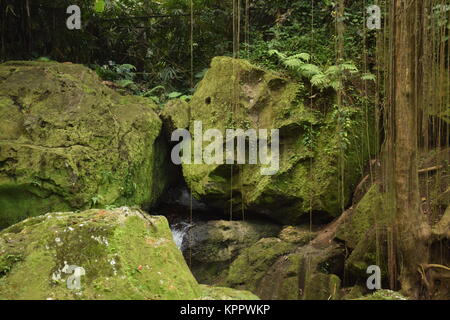 Piccola foresta con gli alberi e le rocce coperte di muschio all'interno di Goa Gajah santuario nei dintorni di Ubud a Bali, in Indonesia Foto Stock