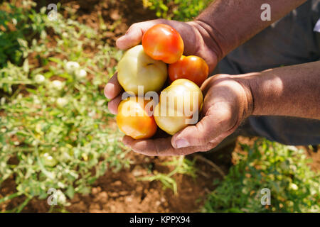 L'uomo agricoltore nel campo di pomodoro che mostra le verdure per la fotocamera Foto Stock