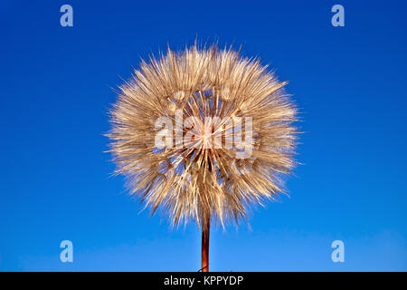 Tragopogon pratensis sul cielo blu Foto Stock