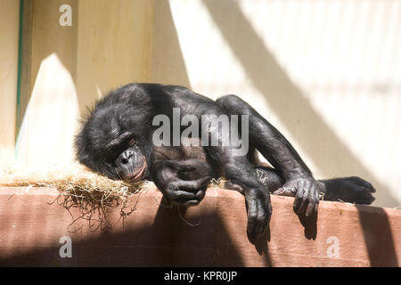 L'Europa, Germania, Wuppertal, lo Zoo, Bonobo monkey (Pan paniscus). Europa, Deutschland, Wuppertal, Zoo di Wuppertal, Bonobo Affe (Pan paniscus). Foto Stock