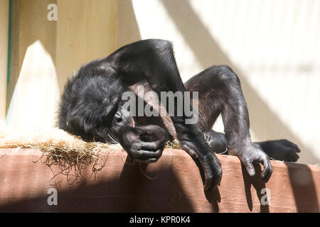 L'Europa, Germania, Wuppertal, lo Zoo, Bonobo monkey (Pan paniscus). Europa, Deutschland, Wuppertal, Zoo di Wuppertal, Bonobo Affe (Pan paniscus). Foto Stock